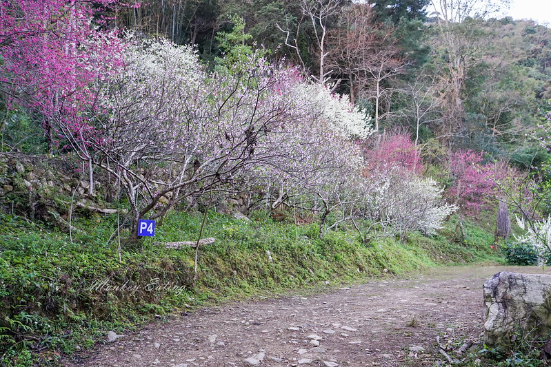 DSC03961