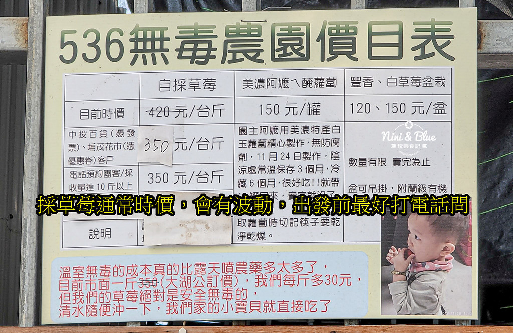 南投草屯採草莓 536無毒果園16