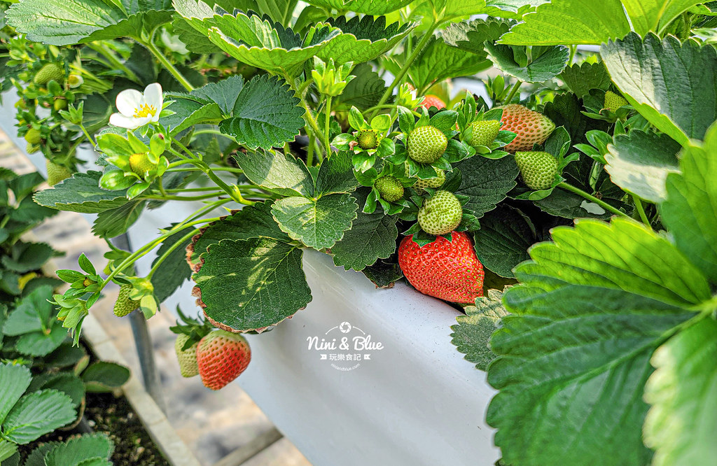 南投草屯採草莓 536無毒果園09