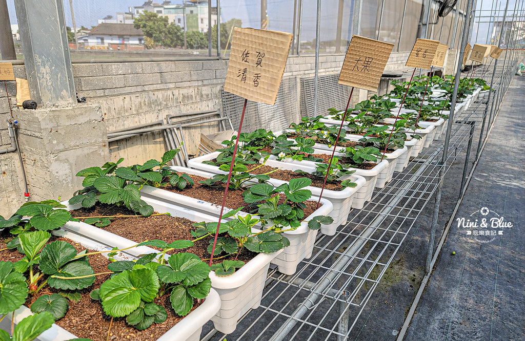 南投草屯採草莓 536無毒果園11