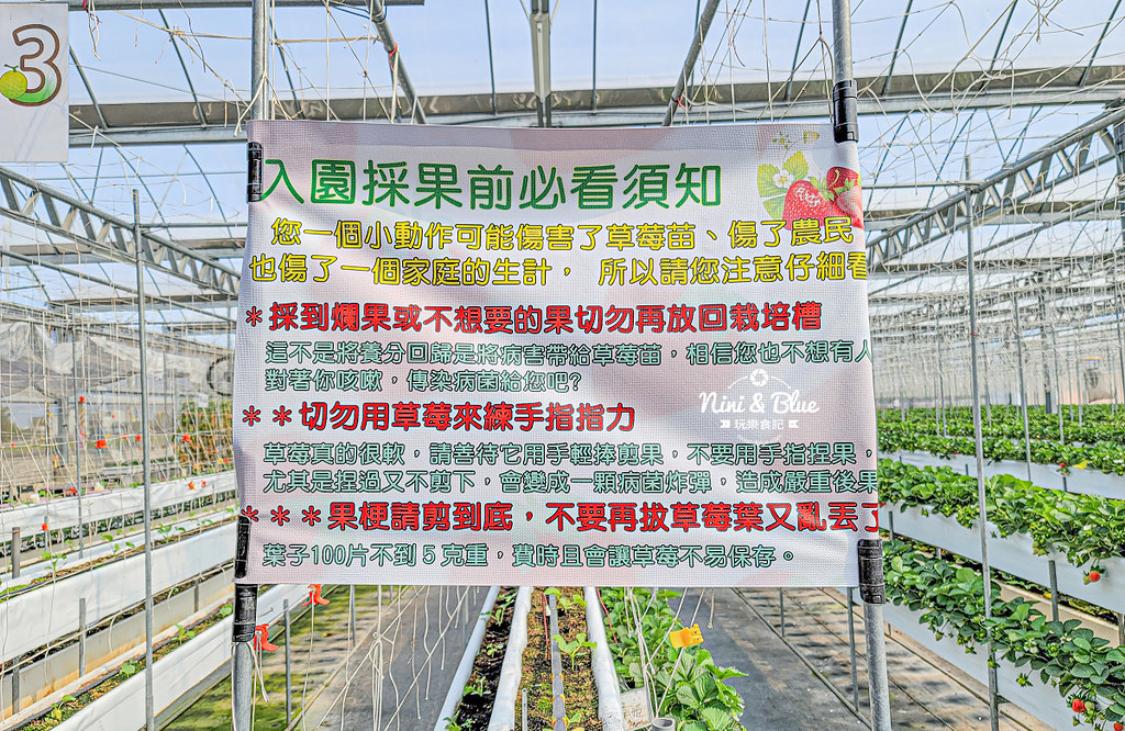 南投草屯採草莓 536無毒果園04