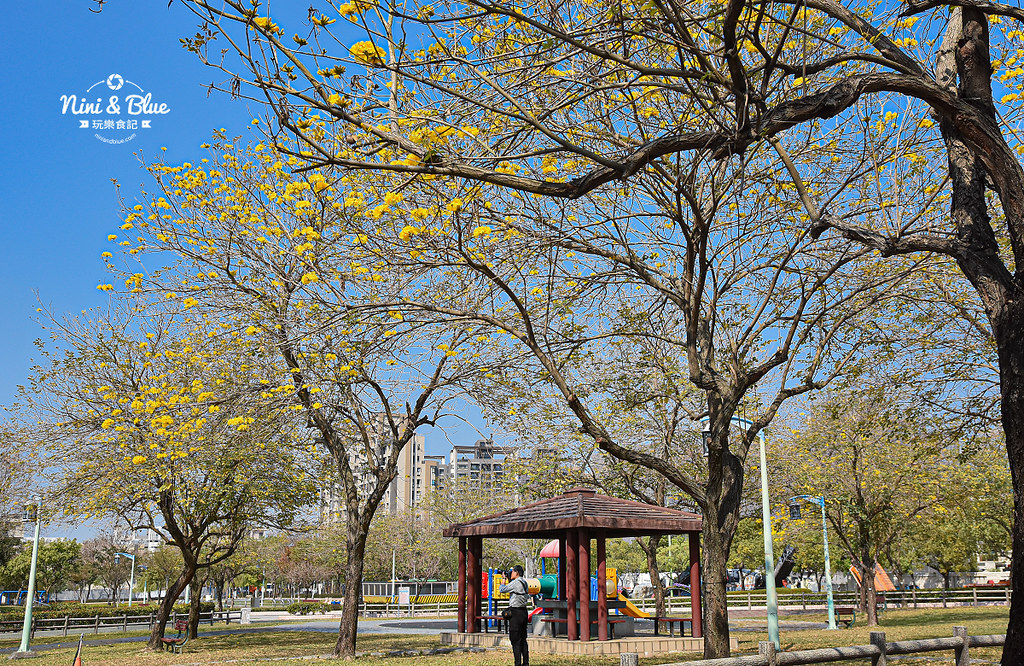 部子公園 台中黃金風鈴木27