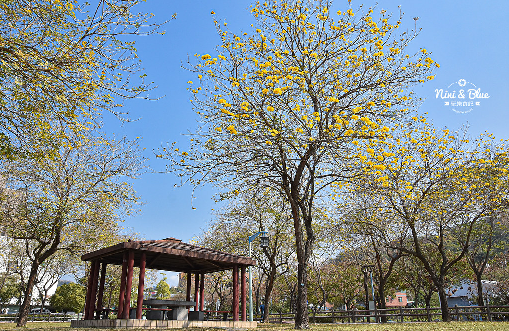 部子公園 台中黃金風鈴木25