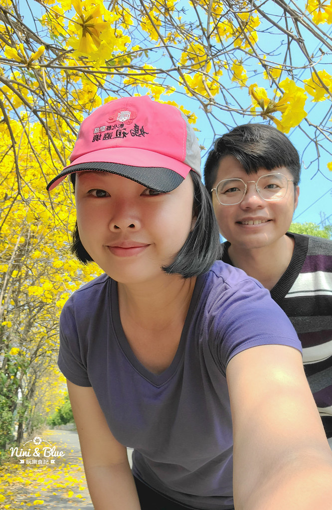 南投黃金風鈴木 樸提蘭園13