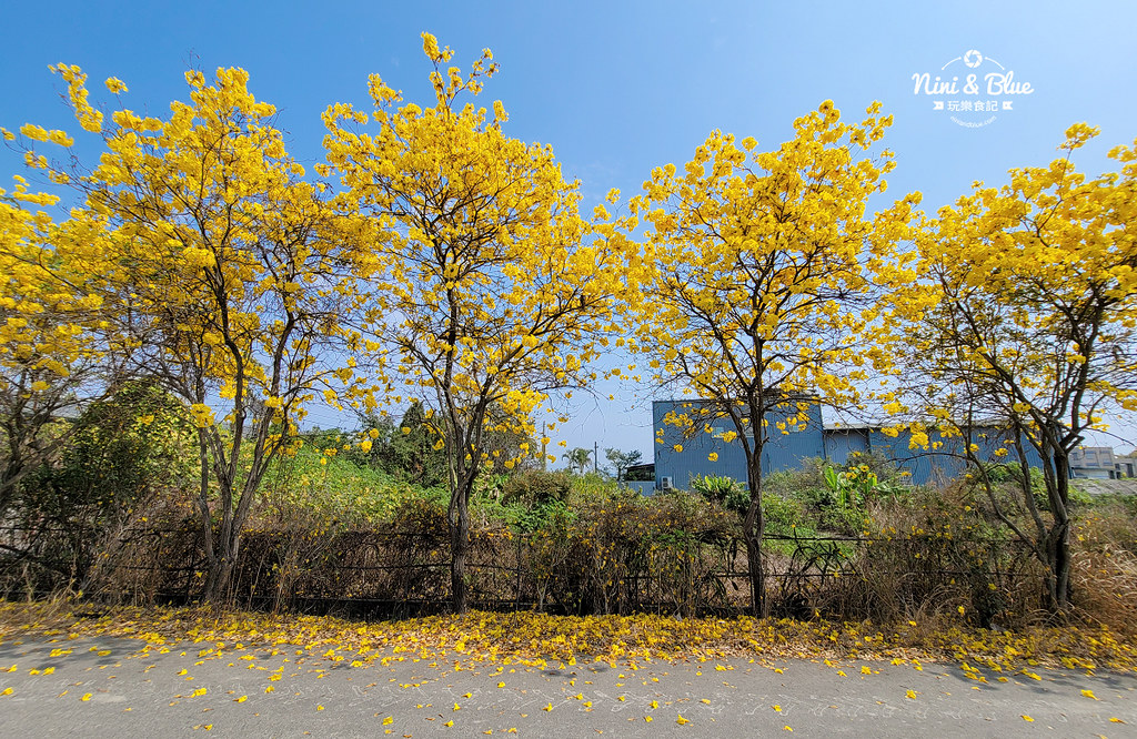 南投黃金風鈴木 樸提蘭園06