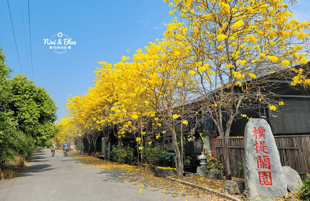 南投草屯黃金風鈴木 樸提蘭園02