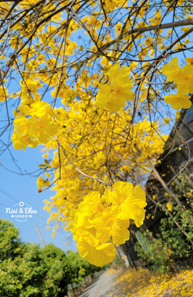 南投黃金風鈴木 樸提蘭園14