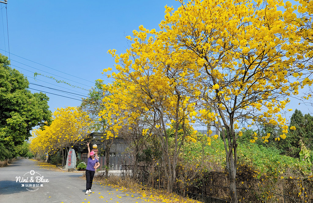 南投黃金風鈴木 樸提蘭園09
