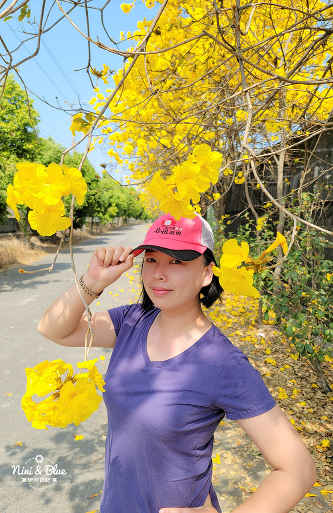南投黃金風鈴木 樸提蘭園12
