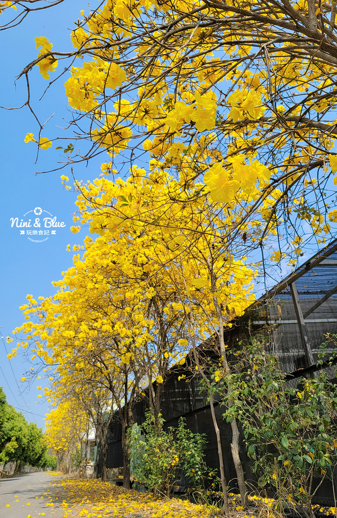南投黃金風鈴木 樸提蘭園03