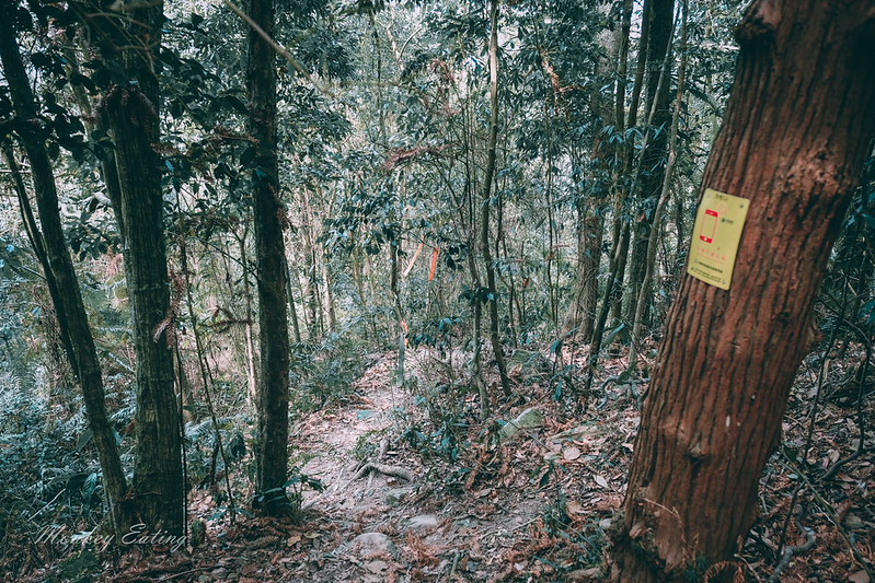 【白毛山步道】台中谷關七雄排行第6,遠眺整座東卯山好美,IG打卡白鹿吊橋超好拍 @Nini and Blue 玩樂食記 DSCF1377