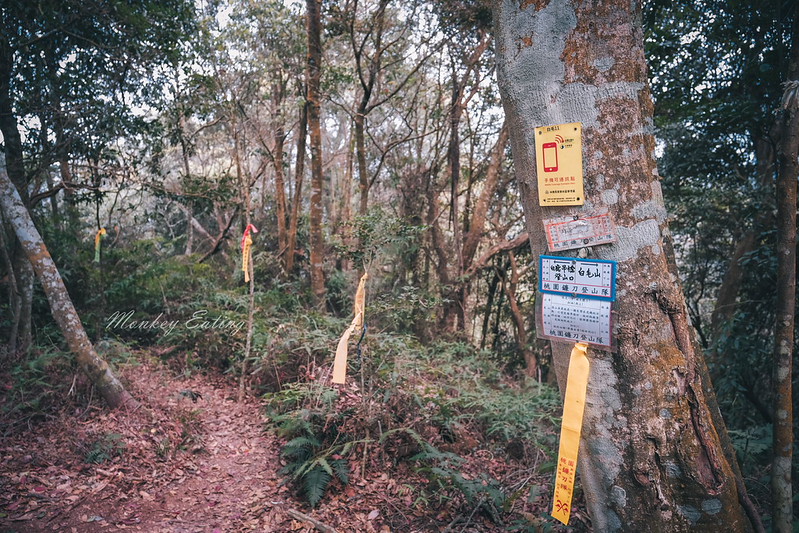 【白毛山步道】台中谷關七雄排行第6,遠眺整座東卯山好美,IG打卡白鹿吊橋超好拍 @Nini and Blue 玩樂食記 DSCF1343
