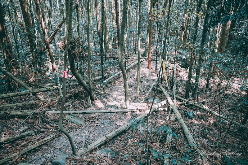 【白毛山步道】台中谷關七雄排行第6,遠眺整座東卯山好美,IG打卡白鹿吊橋超好拍 @Nini and Blue 玩樂食記 DSCF1349