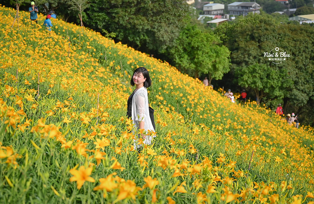 彰化花壇虎山巖金針花 停車門票28