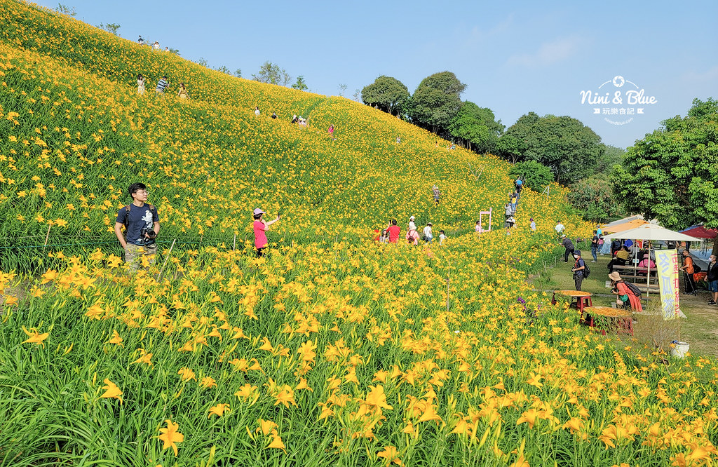 彰化花壇虎山巖金針花 停車門票10