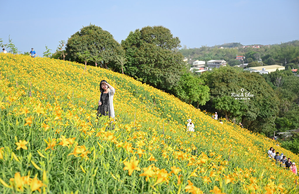 彰化花壇虎山巖金針花 停車門票27