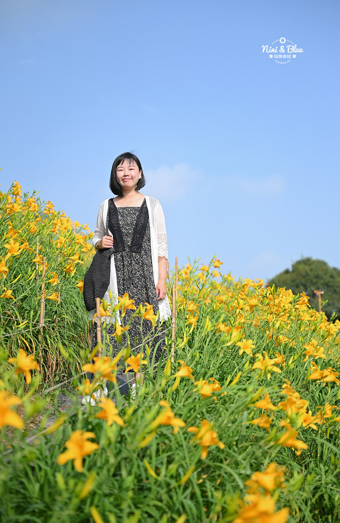 彰化花壇虎山巖金針花 停車門票29