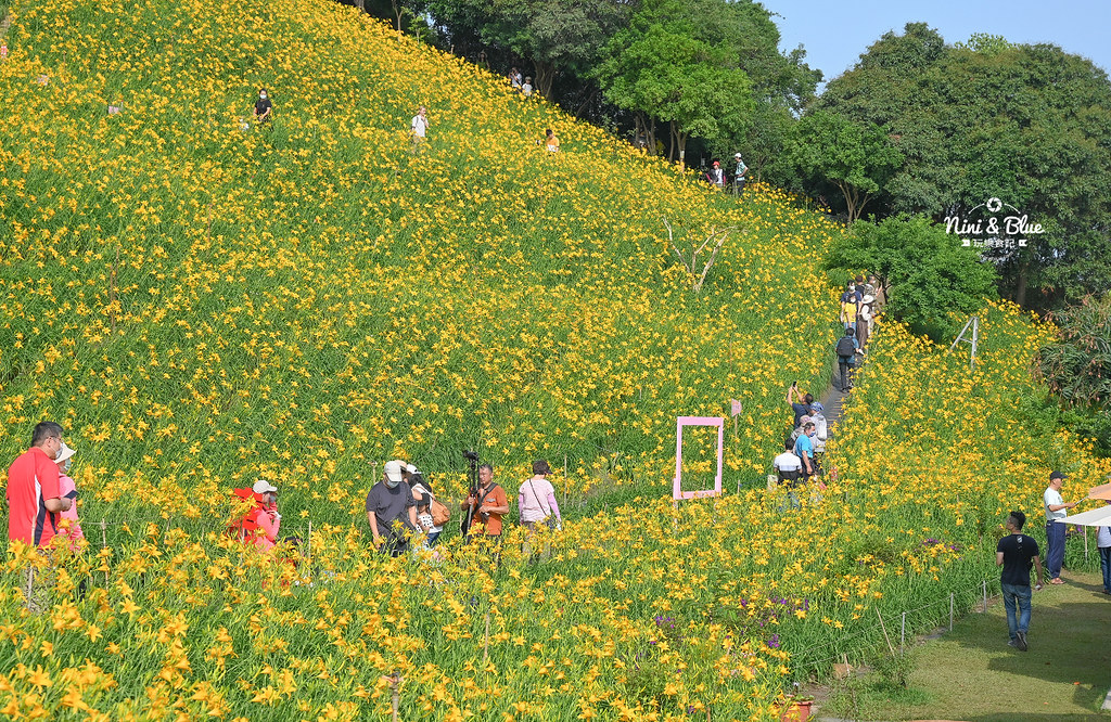 彰化花壇虎山巖金針花 停車門票33