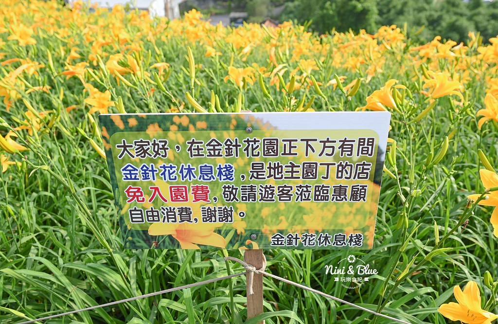 彰化花壇虎山巖金針花 停車門票22