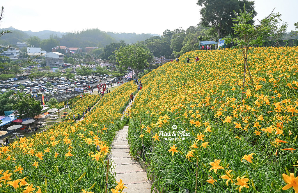 彰化花壇虎山巖金針花 停車門票21