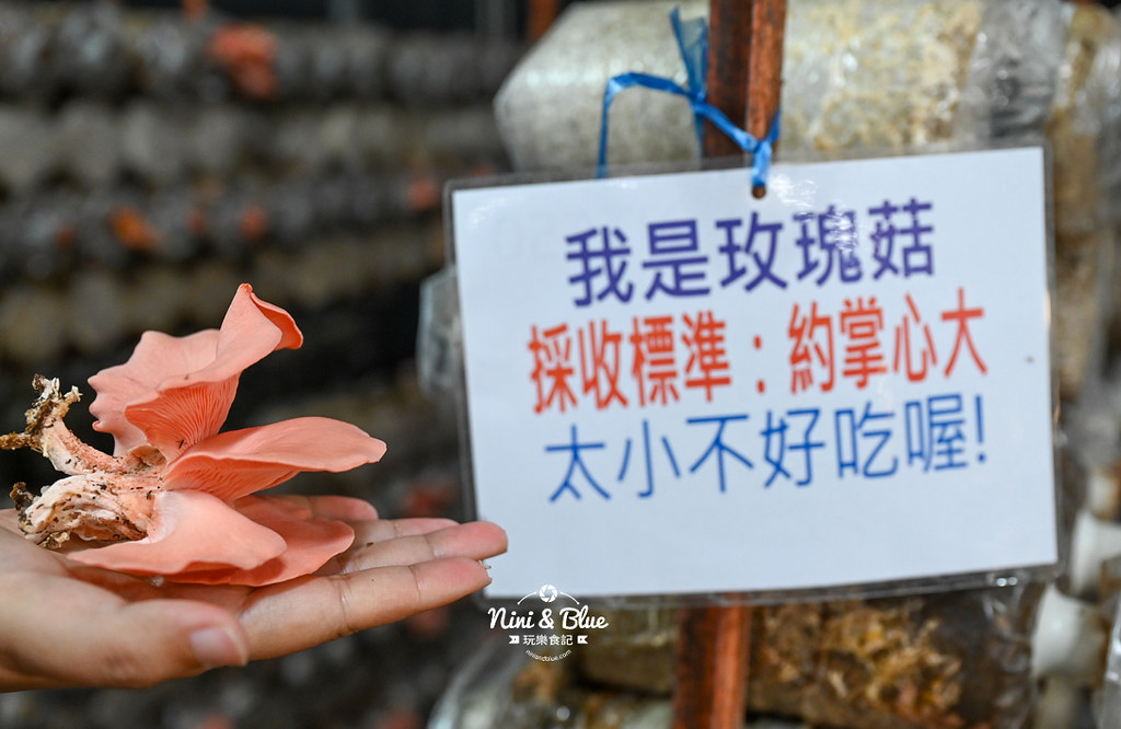 豐年靈芝菇類生態農場.埔里景點13