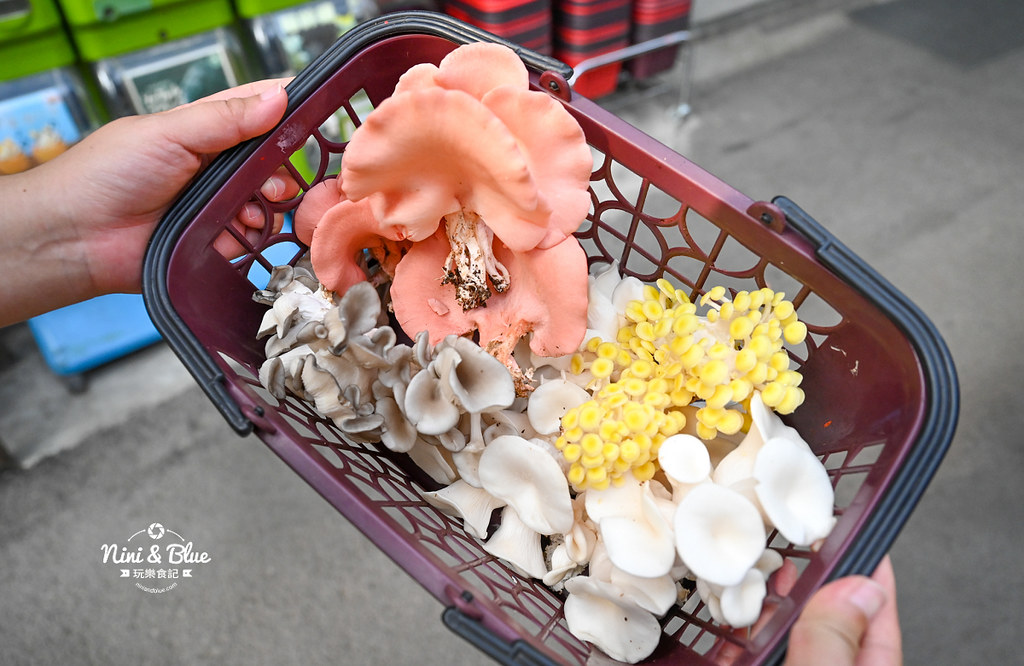 豐年靈芝菇類生態農場.埔里景點26