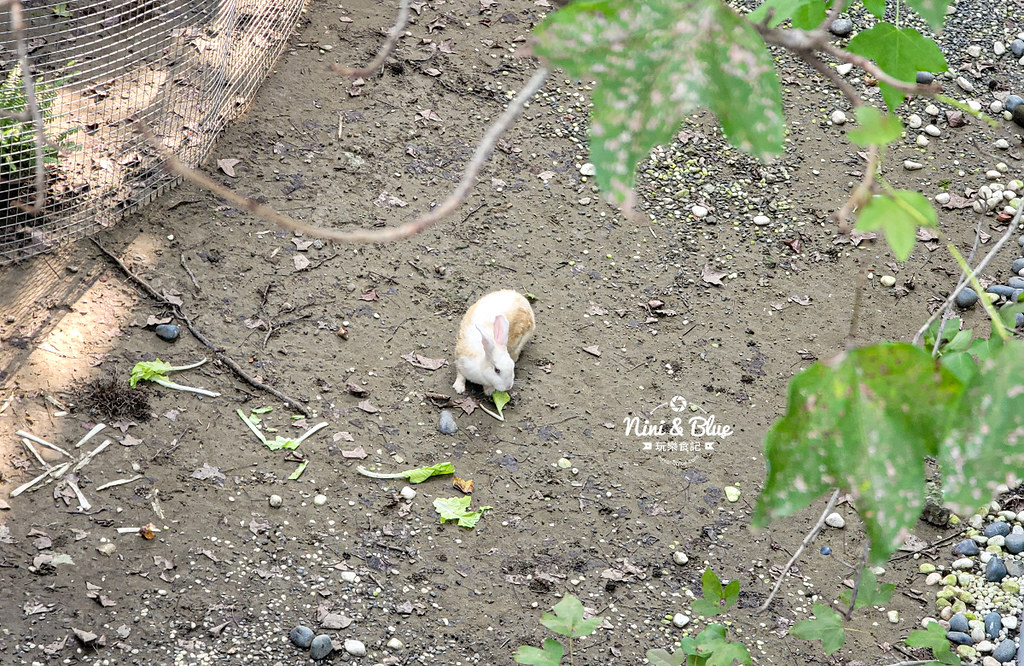 雲林斗六 親子景點推薦 鵝童樂園13