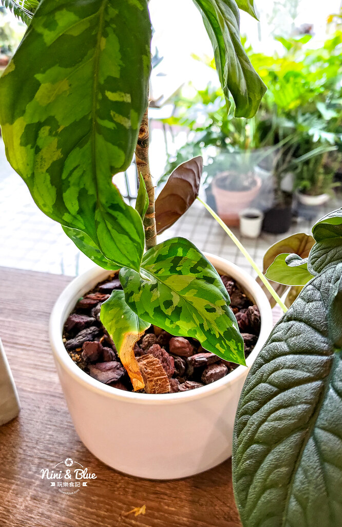 植感咖啡.苗栗咖啡06