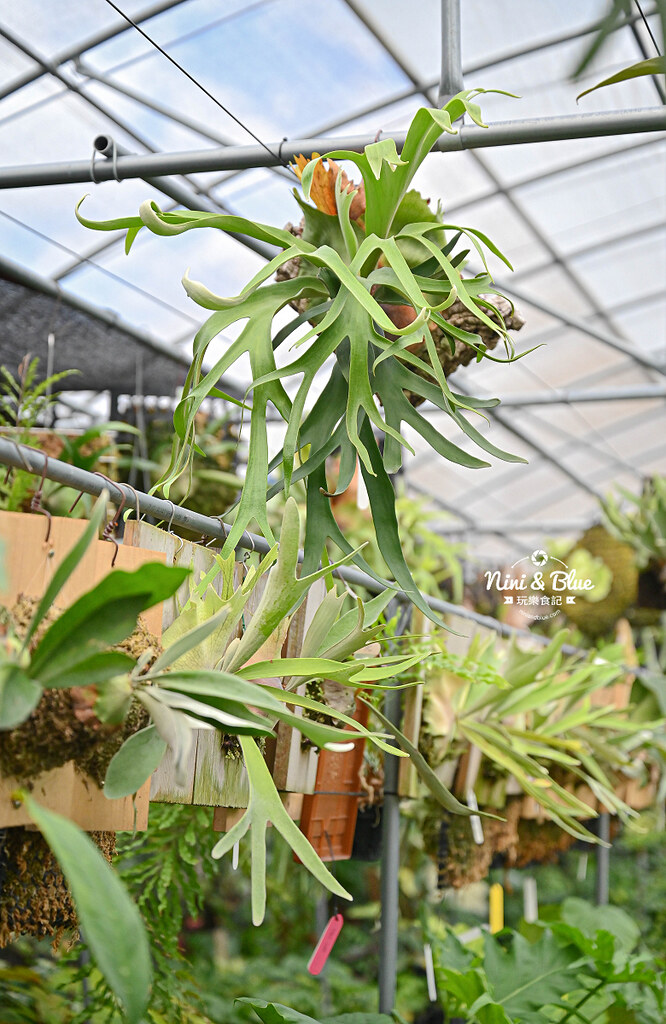 蕨醒之路 台中鹿角蕨 觀葉植物16