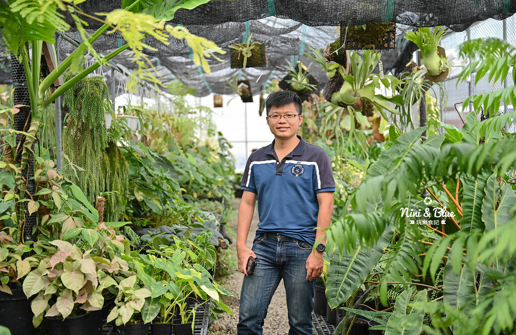 蕨醒之路 台中鹿角蕨 觀葉植物30 蕨醒之路 台中鹿角蕨 觀葉植物30