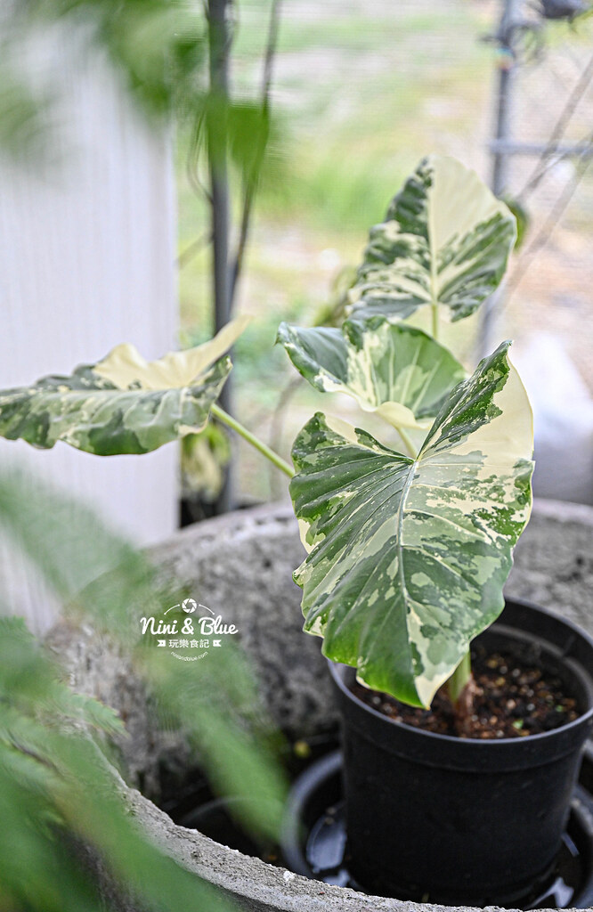 蕨醒之路 台中鹿角蕨 觀葉植物23 蕨醒之路 台中鹿角蕨 觀葉植物23