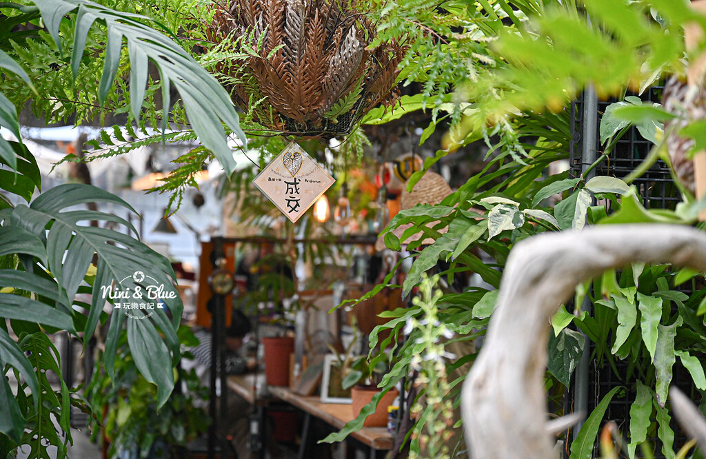 蕨醒之路 台中鹿角蕨 觀葉植物14 蕨醒之路 台中鹿角蕨 觀葉植物14