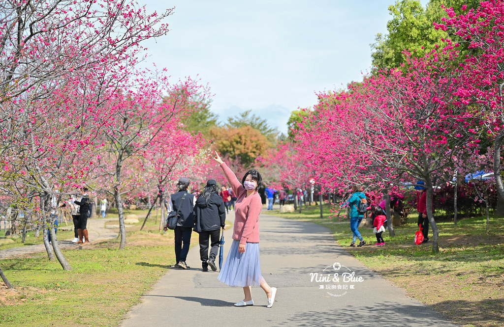 中科崴立櫻花公園 台中賞櫻花景點14