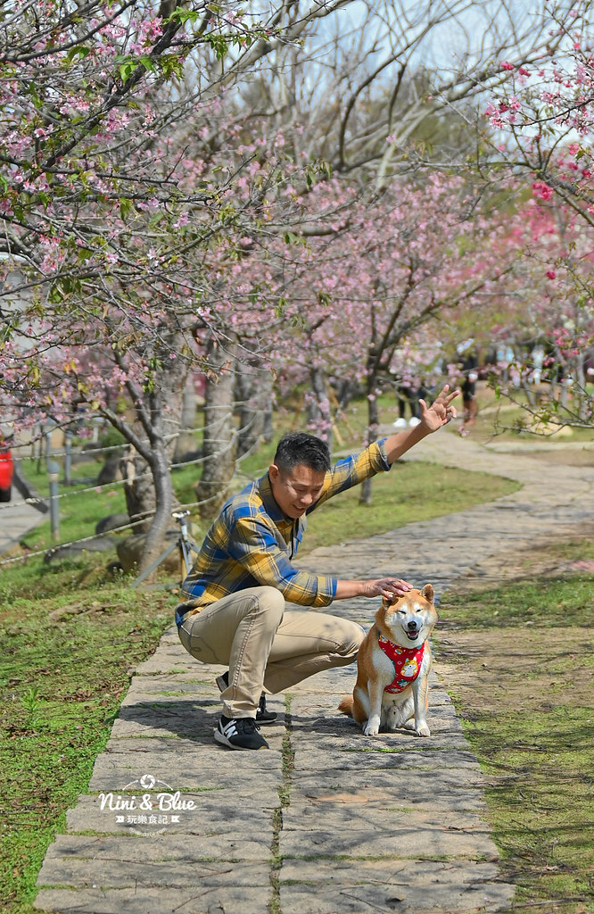 中科崴立櫻花公園 台中賞櫻花景點12
