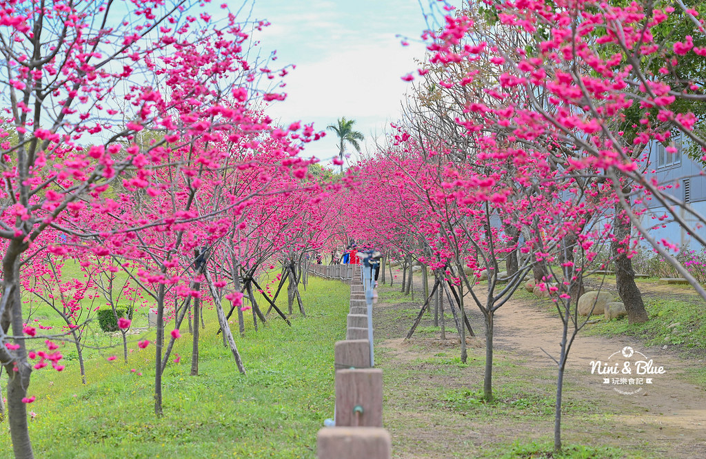 中科崴立櫻花公園 台中賞櫻花景點09