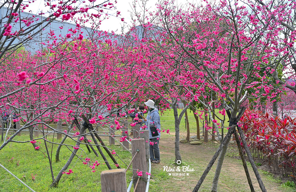 中科崴立櫻花公園 台中賞櫻花景點07