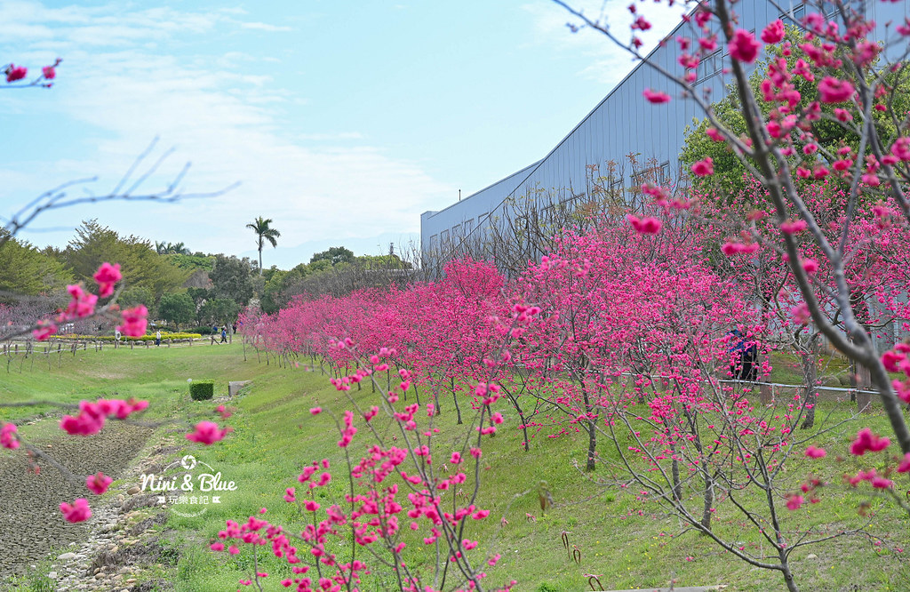 中科崴立櫻花公園 台中賞櫻花景點06