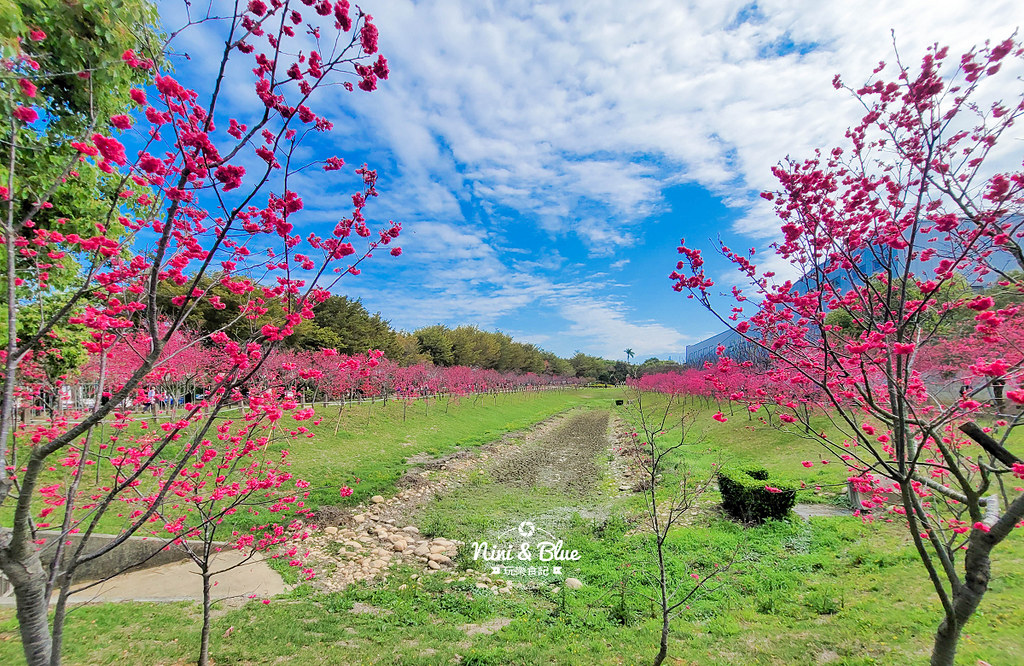 中科崴立櫻花公園 台中賞櫻花景點01 中科崴立櫻花公園 台中賞櫻花景點01