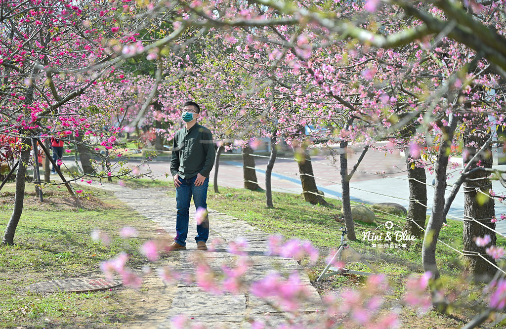 中科崴立櫻花公園 台中賞櫻花景點11