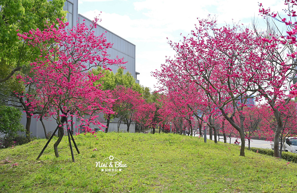中科崴立櫻花公園 台中賞櫻花景點08