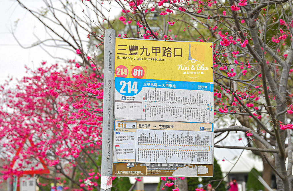 中科崴立櫻花公園 台中賞櫻花景點17