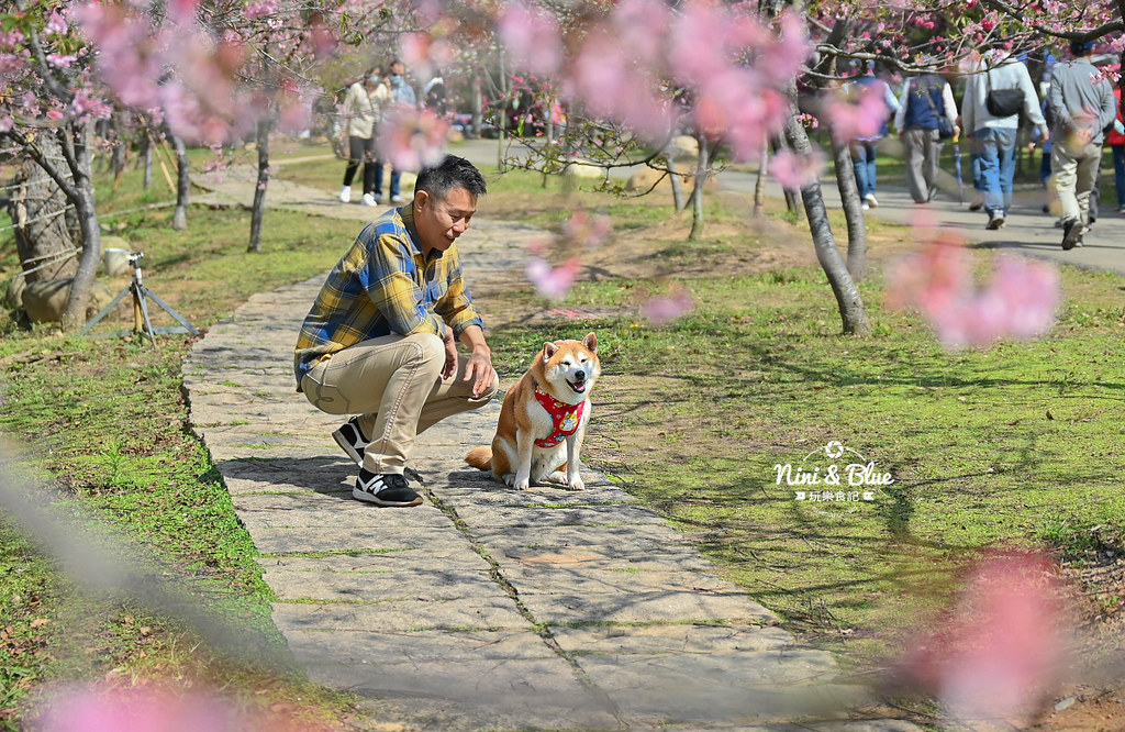 中科崴立櫻花公園 台中賞櫻花景點13