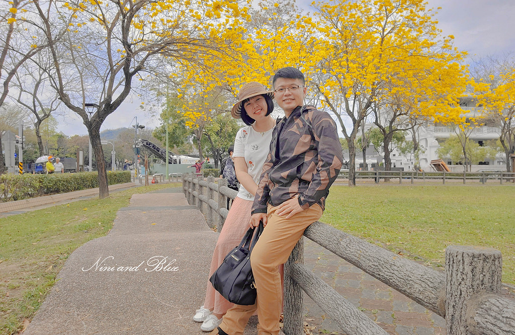 台中黃金風鈴木 最新花況 部子公園02