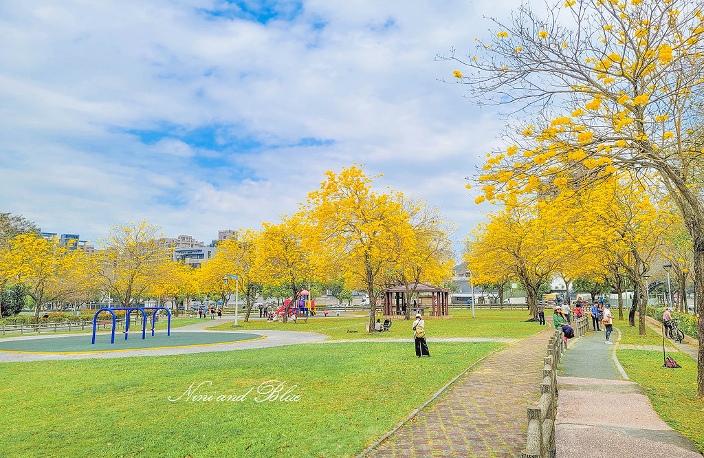 台中黃金風鈴木 最新花況 部子公園01