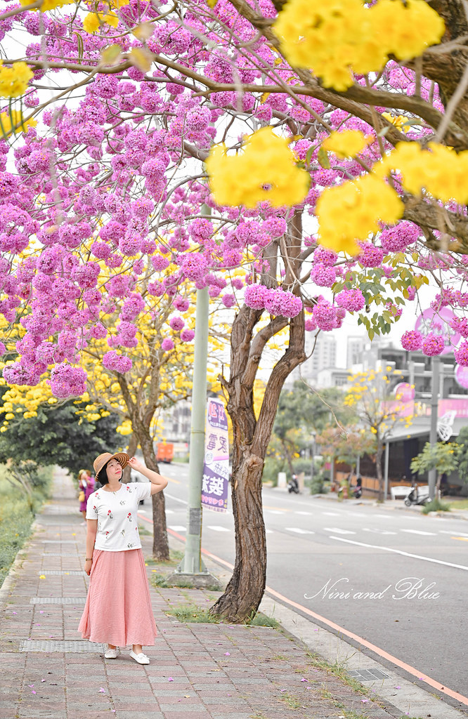 台中黃金風鈴木 最新花況 部子公園12