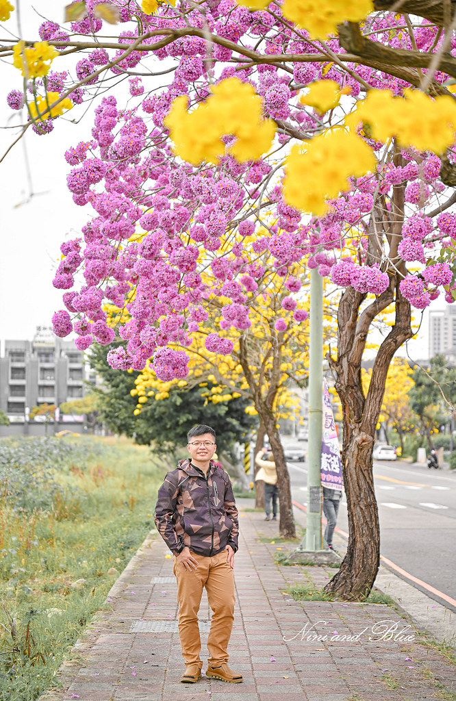 台中黃金風鈴木 最新花況 部子公園11