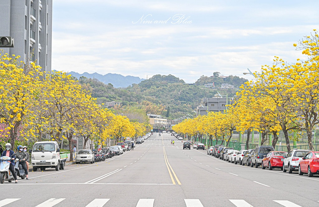 台中黃金風鈴木 最新花況 部子公園07