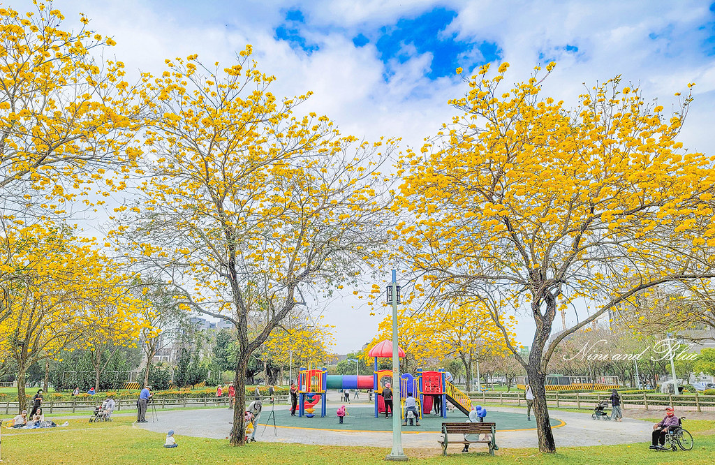 台中黃金風鈴木 最新花況 部子公園04