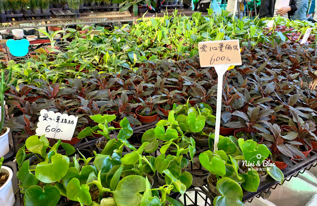 八角農園 台中花市19