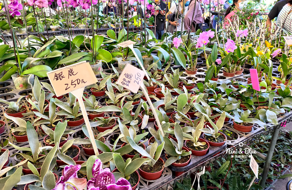 八角農園 台中花市07